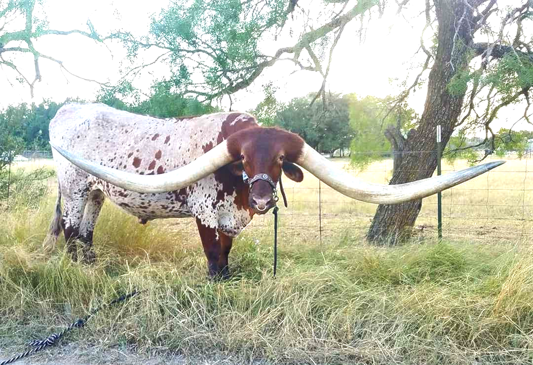 Texas longhorn pornstar