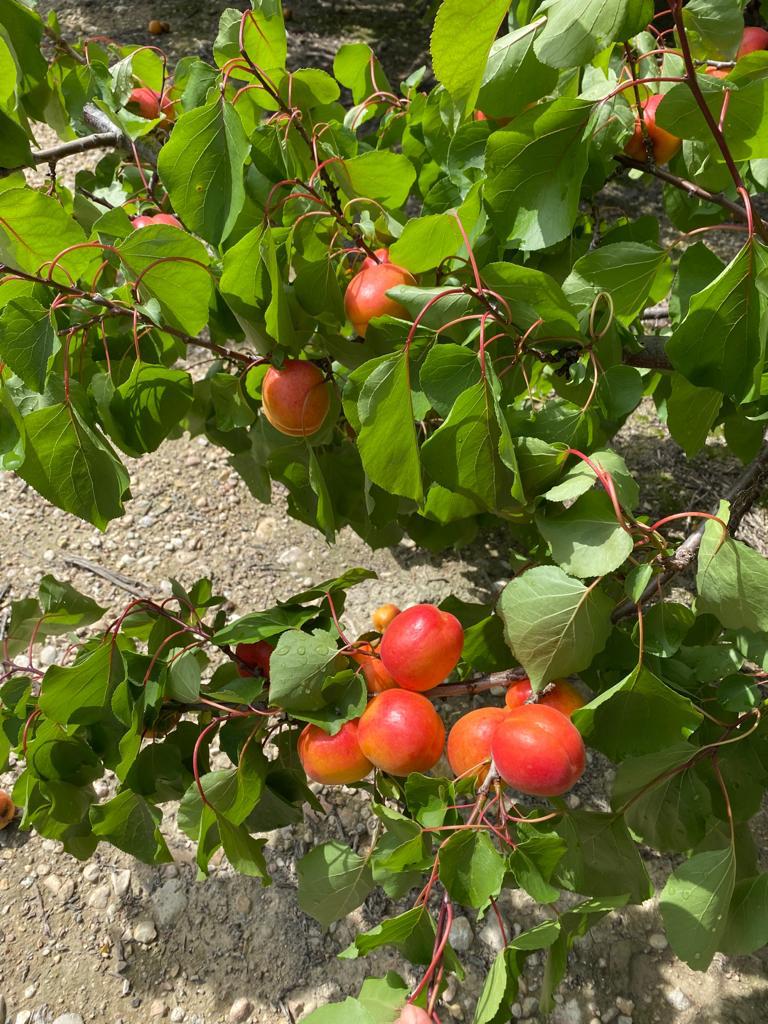 Vendita Frutti Tropicali All Ingrosso Volla NA Solina