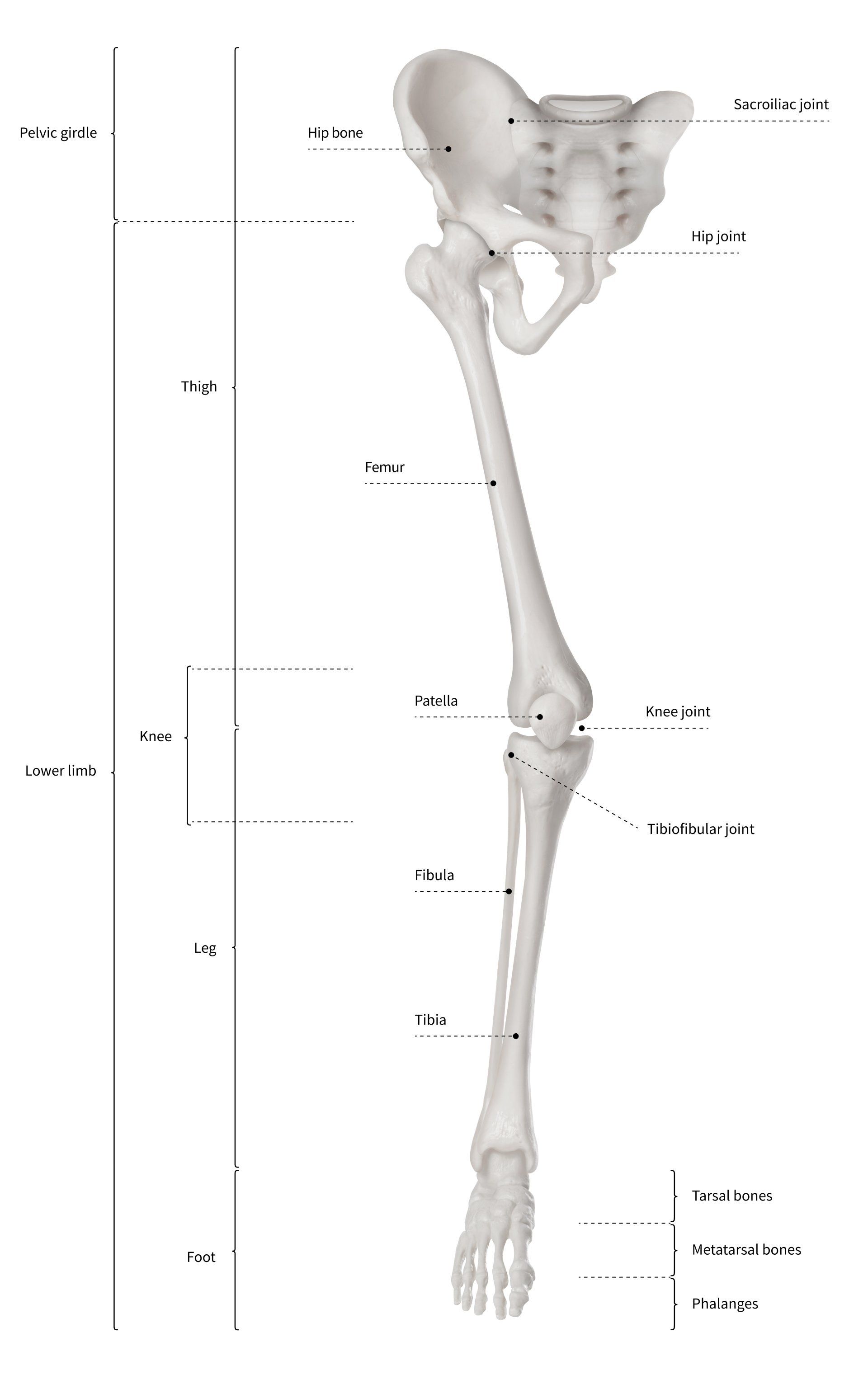 Introduction To The Knee Joint Orthopaedic Surgeon Dr A Theodorides