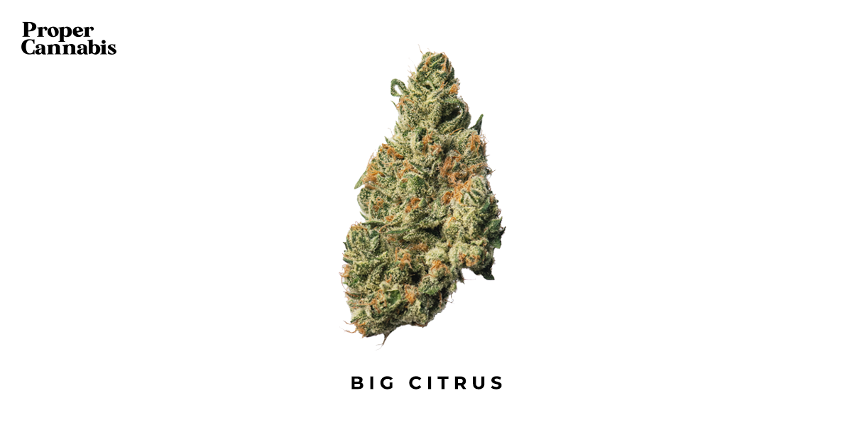 Big Citrus Strain Proper Cannabis