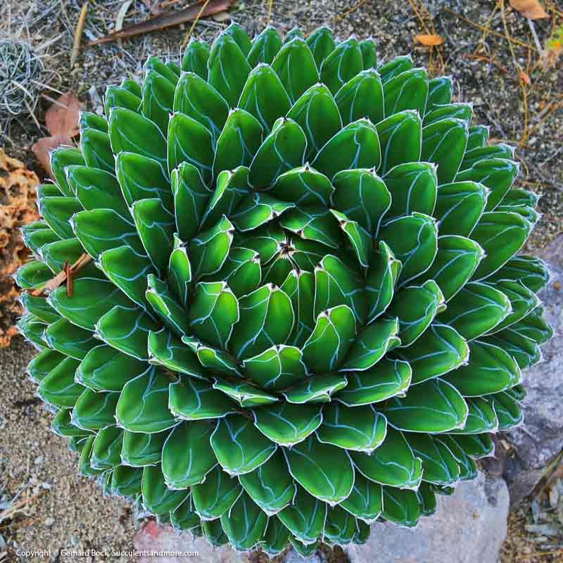 Wide Selection Of Cactus Tucson Az Bach S Greenhouse Cactus Nursery