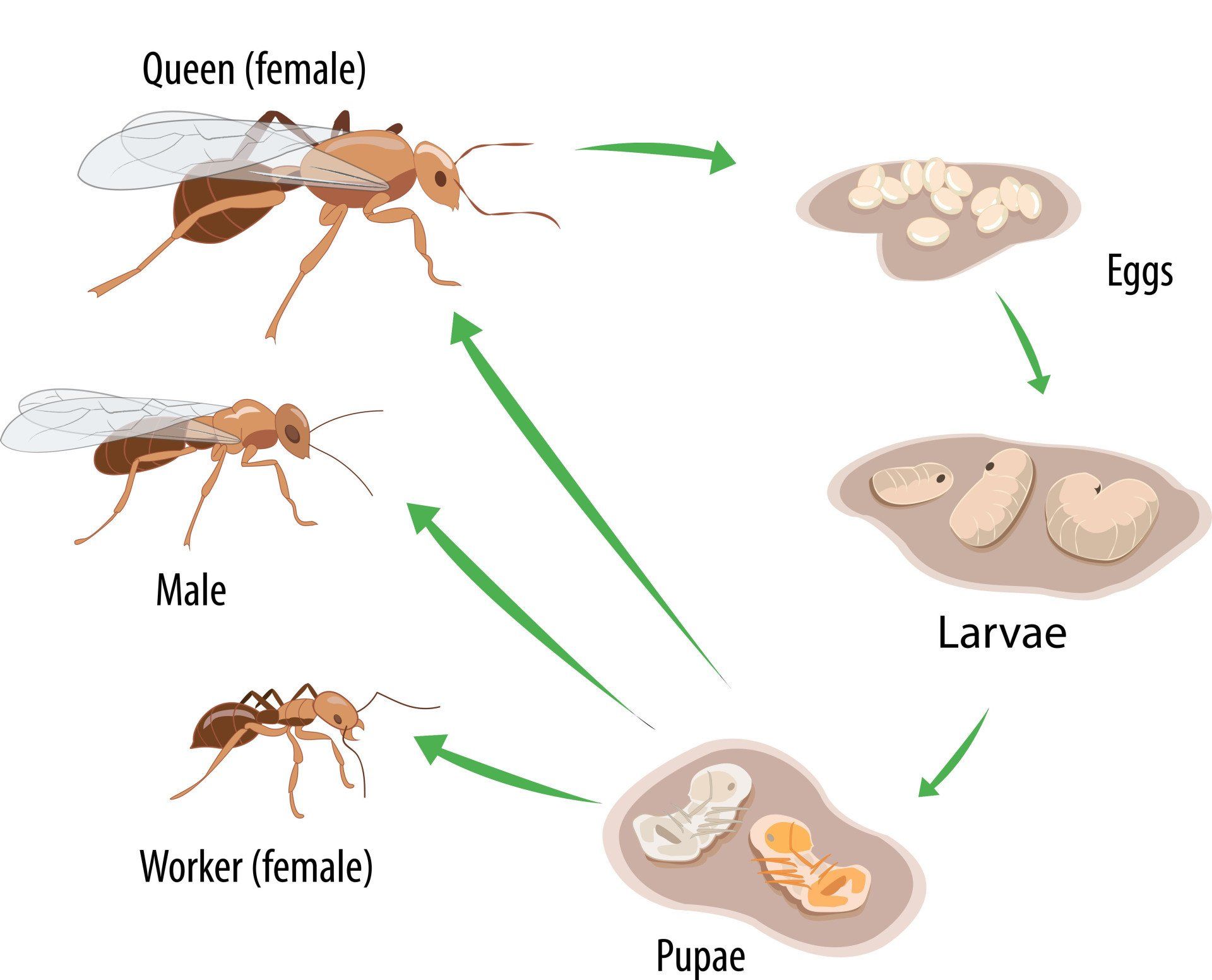 How Long Do Ants Live Guide To Ants Life Cycle