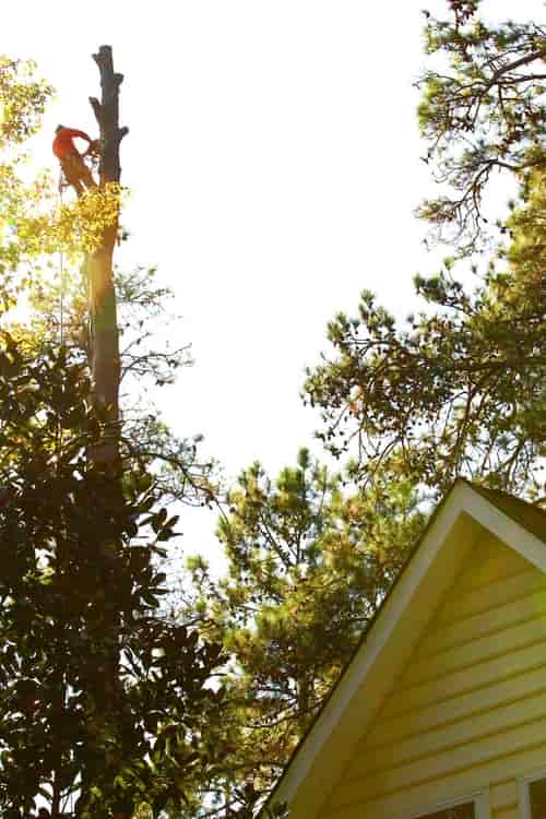 Man Cutting Tree Branch — Myrtle Beach, SC — Mr. D's Tree & Landscaping Service LLC