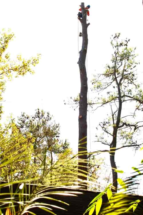 Man Lift on Top Tress — Myrtle Beach, SC — Mr. D's Tree & Landscaping Service LLC