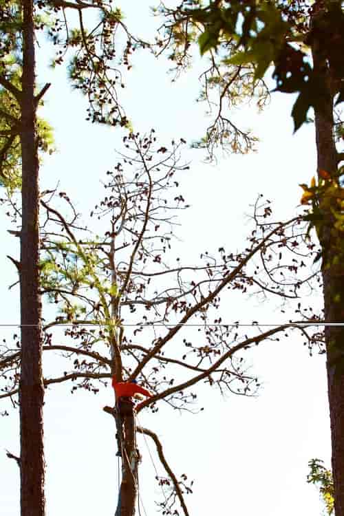 Maintenance of Trees — Myrtle Beach, SC — Mr. D's Tree & Landscaping Service LLC