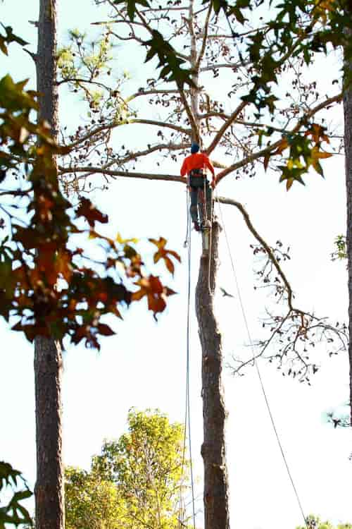 Pruning of Tall Trees — Myrtle Beach, SC — Mr. D's Tree & Landscaping Service LLC