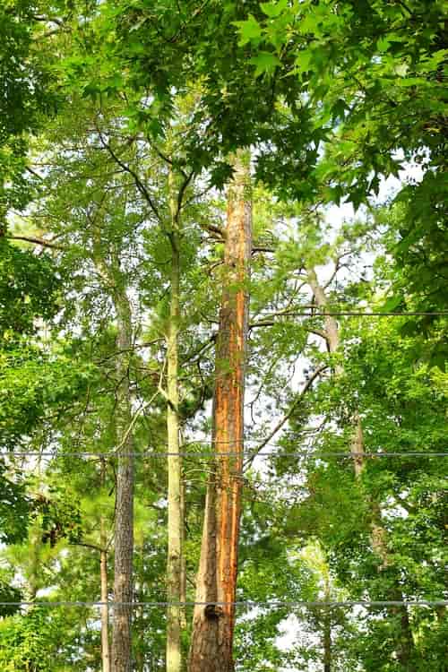 Tall Green Trees — Myrtle Beach, SC — Mr. D's Tree & Landscaping Service LLC