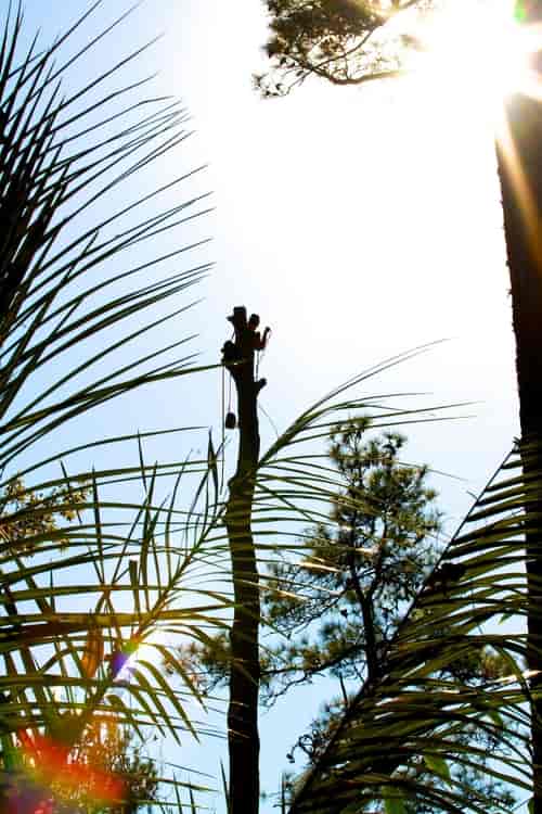 Arborist Climbing Tree to Cut Branches — Myrtle Beach, SC — Mr. D's Tree & Landscaping Service LLC