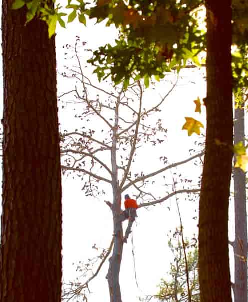Worker Cuts Off the Tree Dry Branches — Myrtle Beach, SC — Mr. D's Tree & Landscaping Service LLC