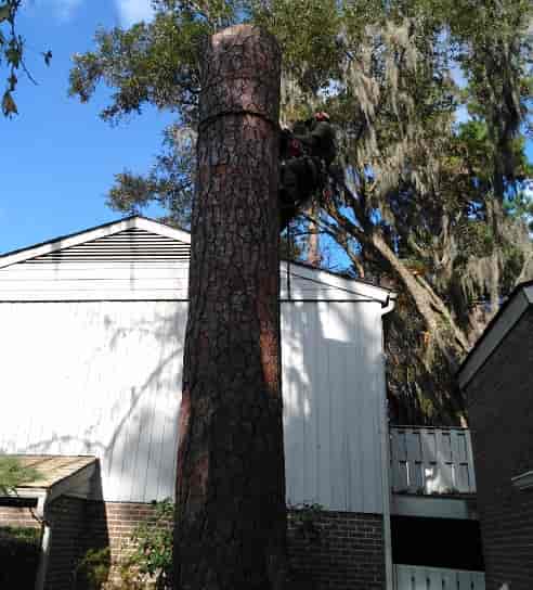 Shortening of a Tree Trunk — Myrtle Beach, SC — Mr. D's Tree & Landscaping Service LLC