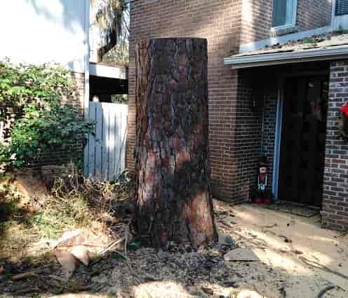 Cut Big Tree — Myrtle Beach, SC — Mr. D's Tree & Landscaping Service LLC