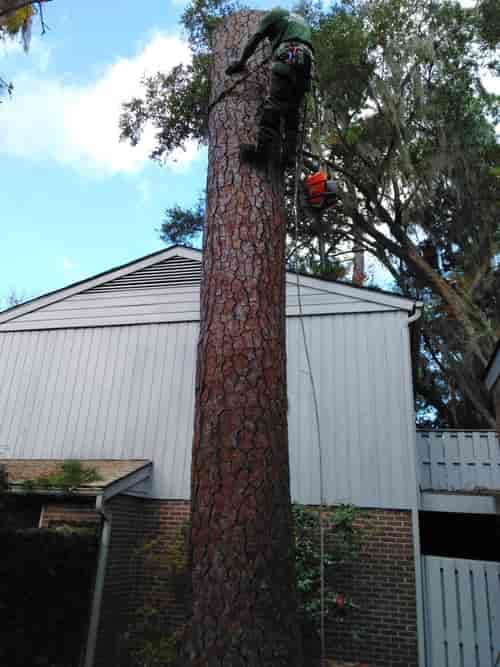 Worker High up In a Birch Tree — Myrtle Beach, SC — Mr. D's Tree & Landscaping Service LLC