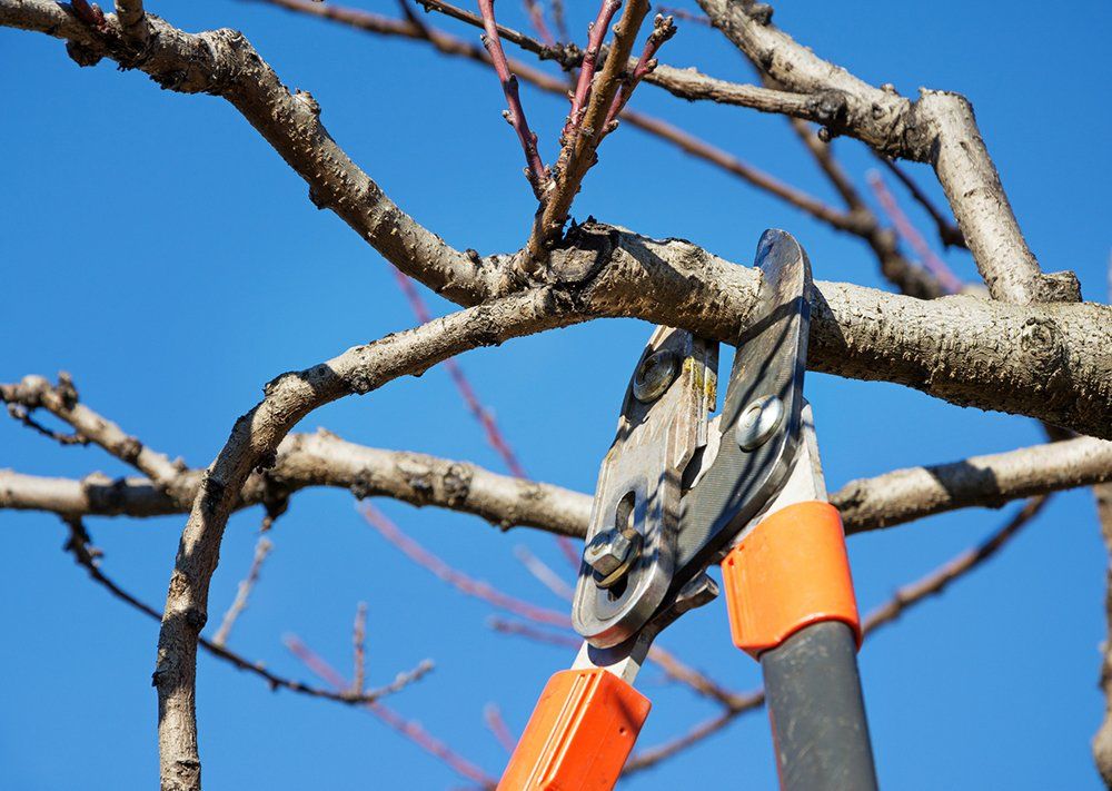 Tree Brunches with Pruning Shears — Myrtle Beach, SC — Mr. D's Tree & Landscaping Service LLC