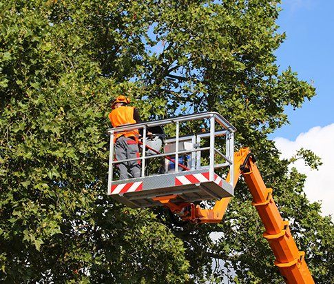 Expert Tree Service in Myrtle Beach, SC: Your Complete Guide