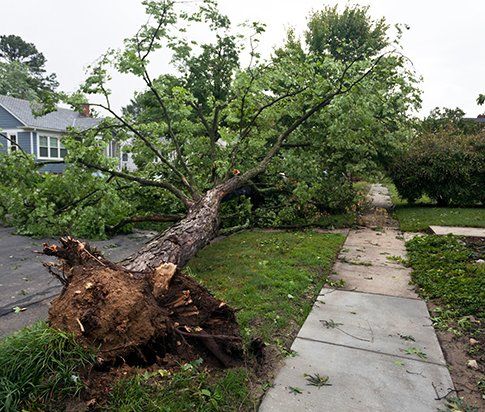 Toppled Tree on Residential Street — Myrtle Beach, SC — Mr. D's Tree & Landscaping Service LLC