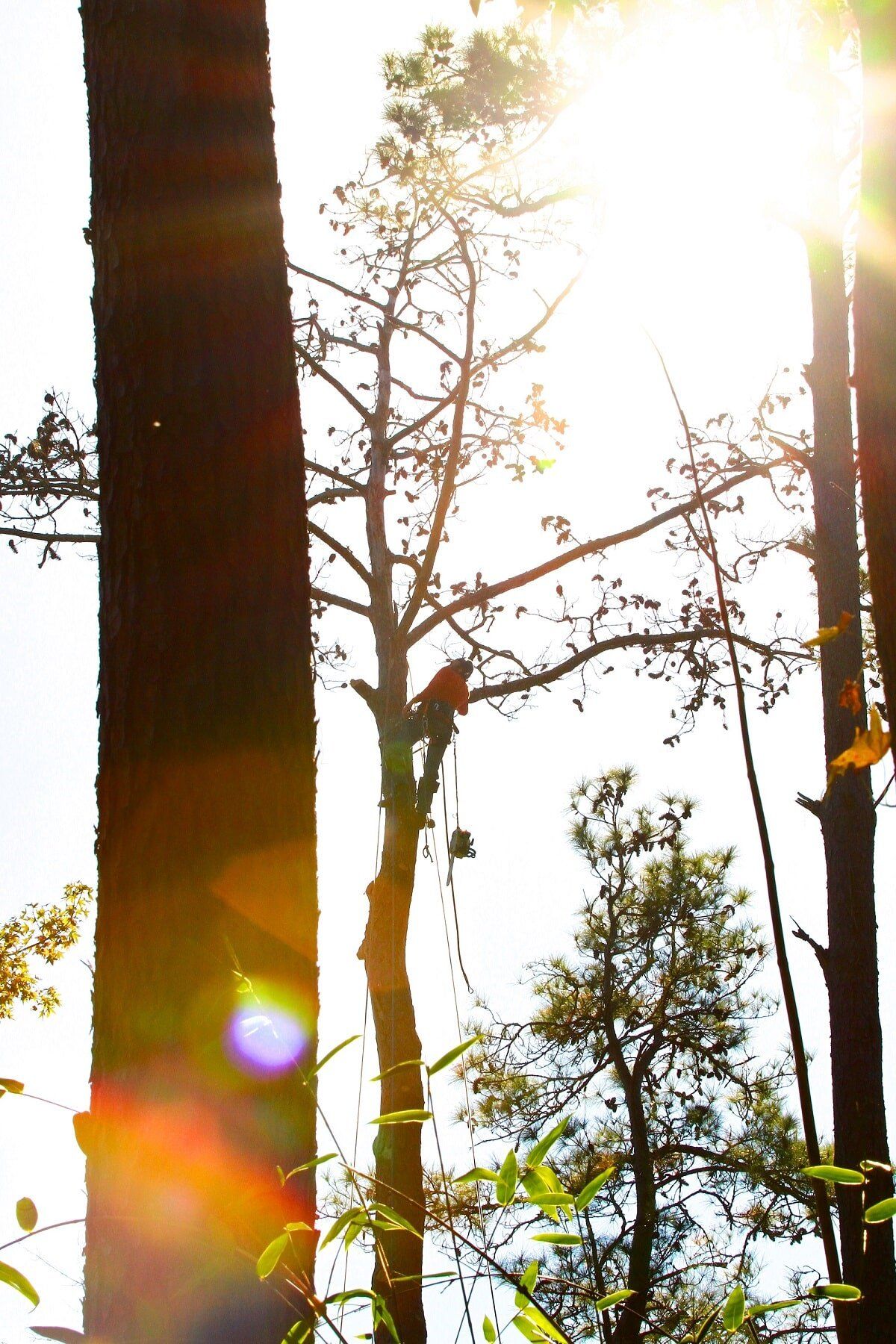 Long Pruning Shears — Myrtle Beach, SC — Mr. D's Tree & Landscaping Service LLC