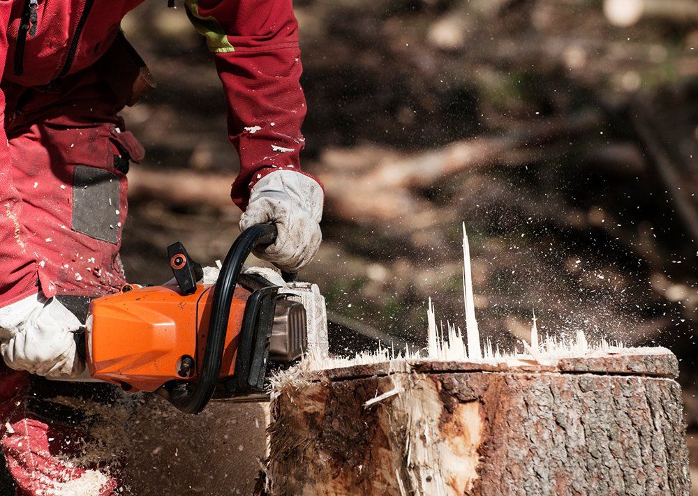Cutting the Stump of a Spruce Tree — Myrtle Beach, SC — Mr. D's Tree & Landscaping Service LLC