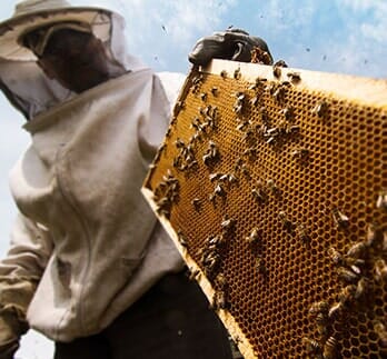 Beekeeper working on beehive — Bee Removal in Los Angeles, CA