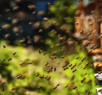 Bees Flying — Bee Removal in Los Angeles, CA