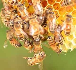 Bees — Bee Removal in Los Angeles, CA