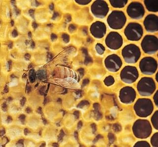 Honeycomb and bee — Bee Removal in Los Angeles, CA