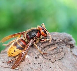 Giant Hornet — Bee Removal in Los Angeles, CA