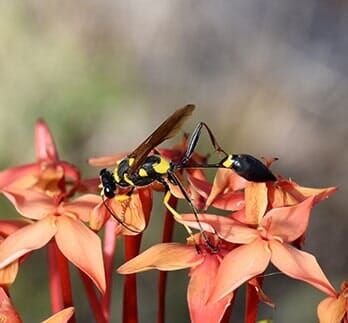 Wasp — Bee Removal in Los Angeles, CA