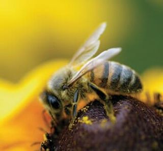Honeybee Brown-Eyed — Bee Removal in Los Angeles, CA
