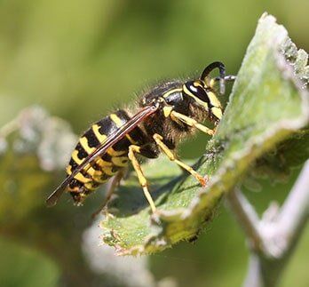 Yellowjacket — Bee Removal in Los Angeles, CA