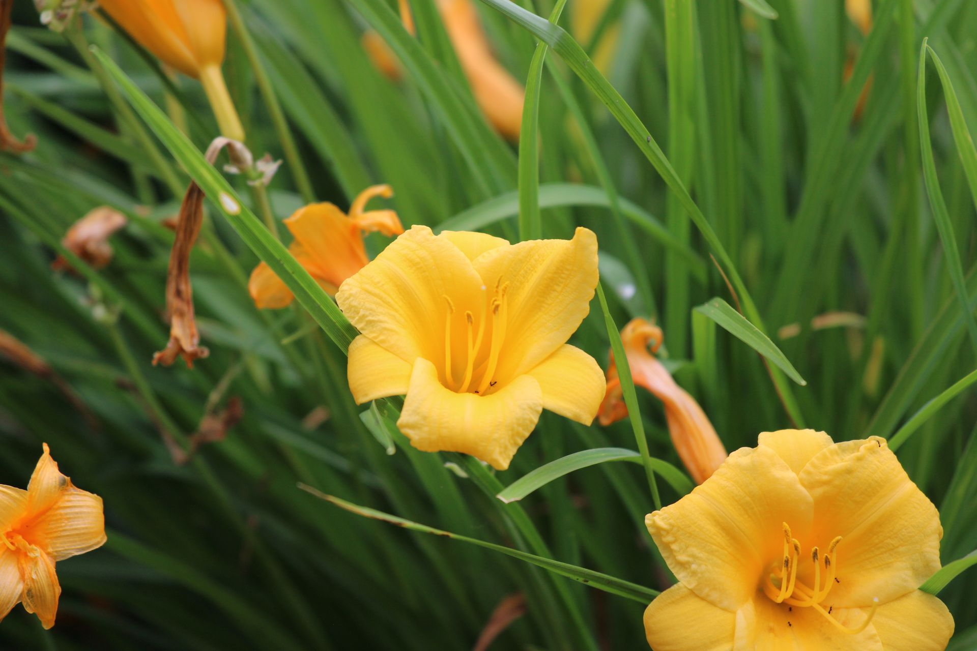yellow flower