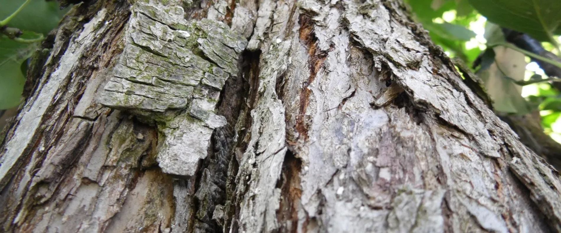 Trattamenti fitoterapici