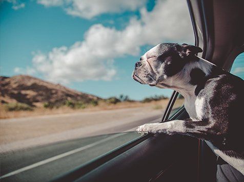 Dog riding in car with window down