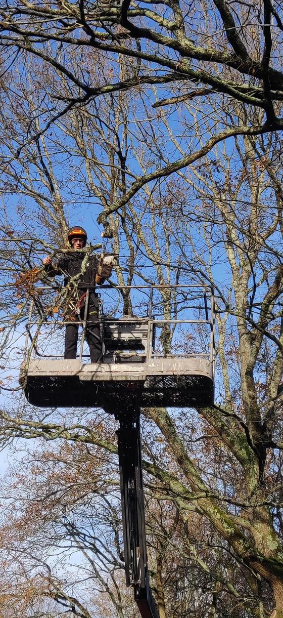 Élagage à la nacelle