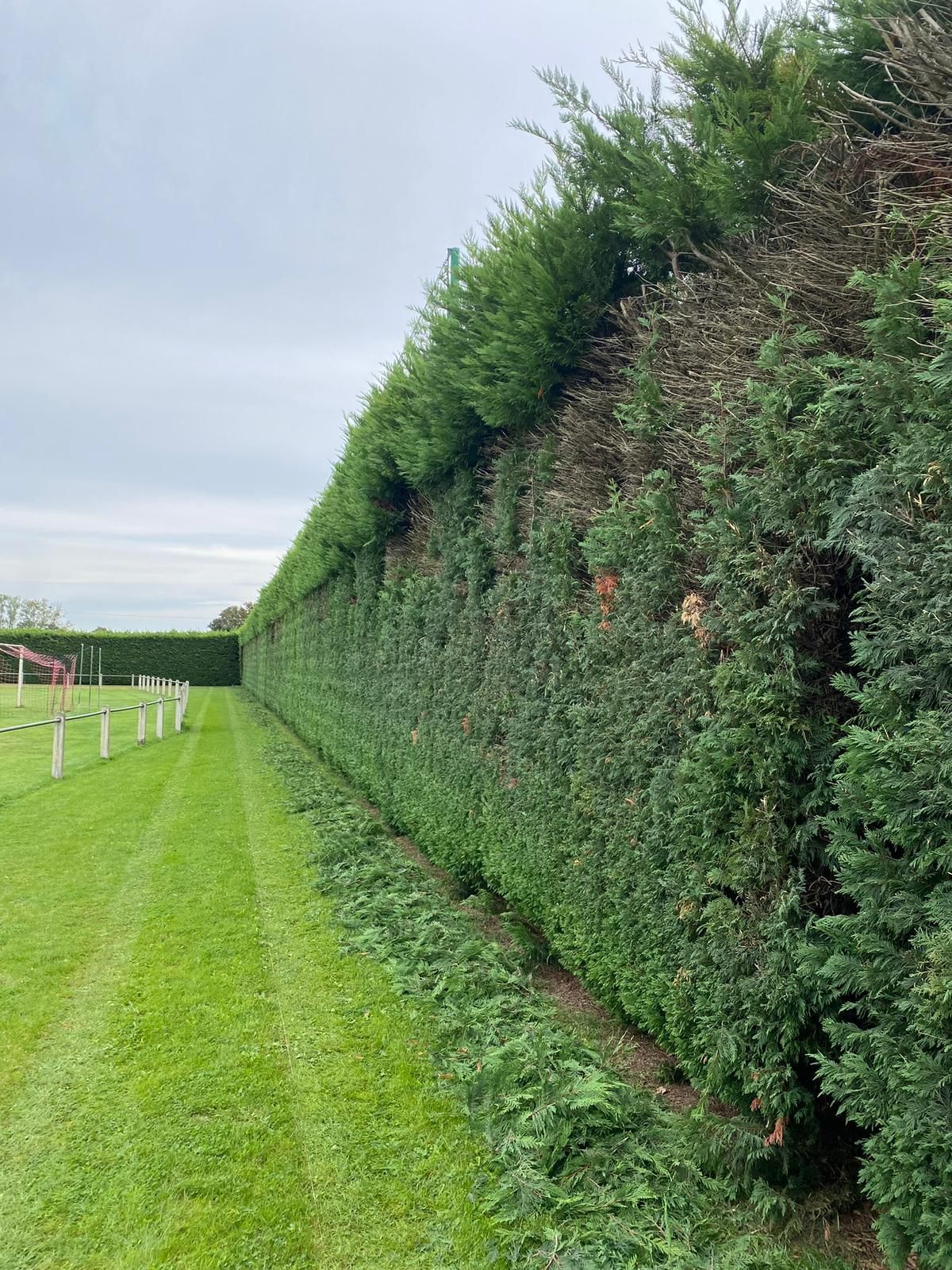 Taille de haies, taille d'arbustes, taille de buissons, taille mécanisée ou manuelle