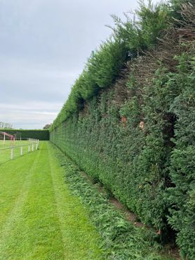 Taille de haies, taille d'arbustes, taille de buissons, taille mécanisée ou manuelle