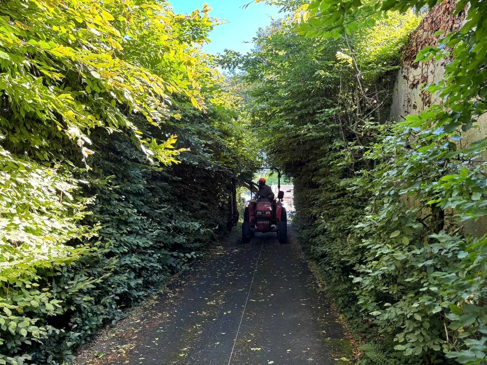 Taille de haies, taille d'arbustes, taille de buissons, taille mécanisée ou manuelle