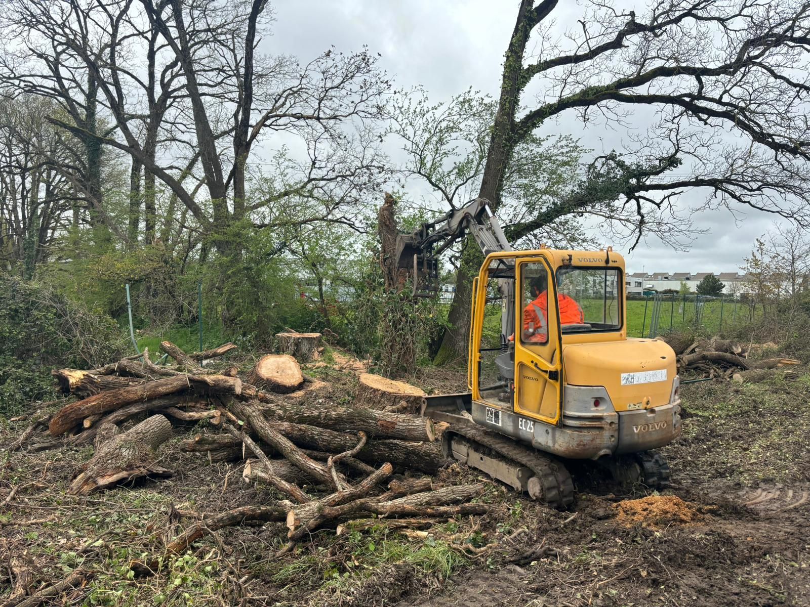 Découpe du bois et évacuation à la mini pelle