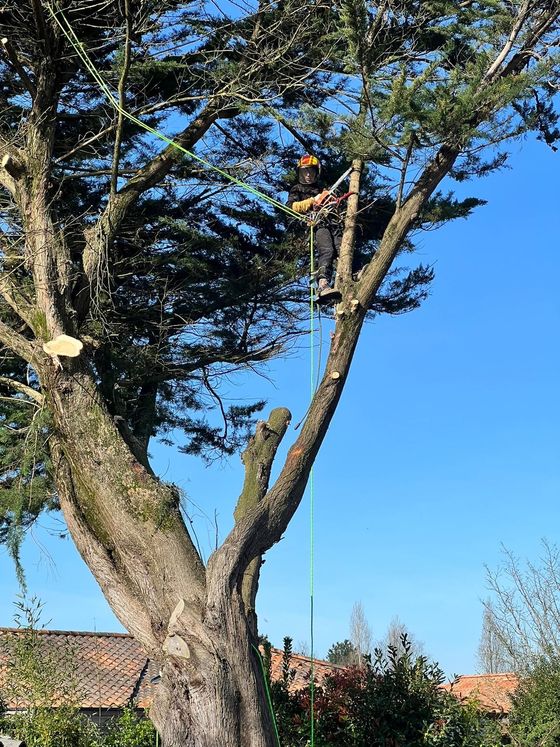 Élagage en hauteur, cordage