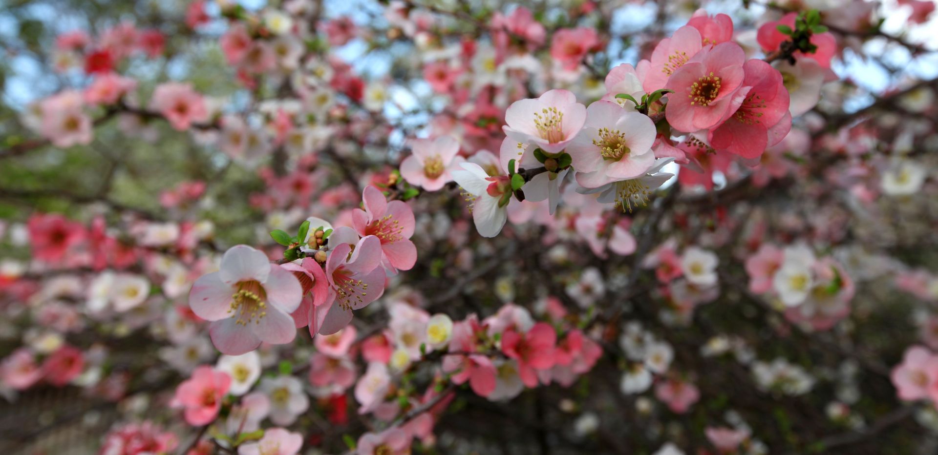 Close-up of pink and white blossoms on branches, possibly a flowering quince bush.