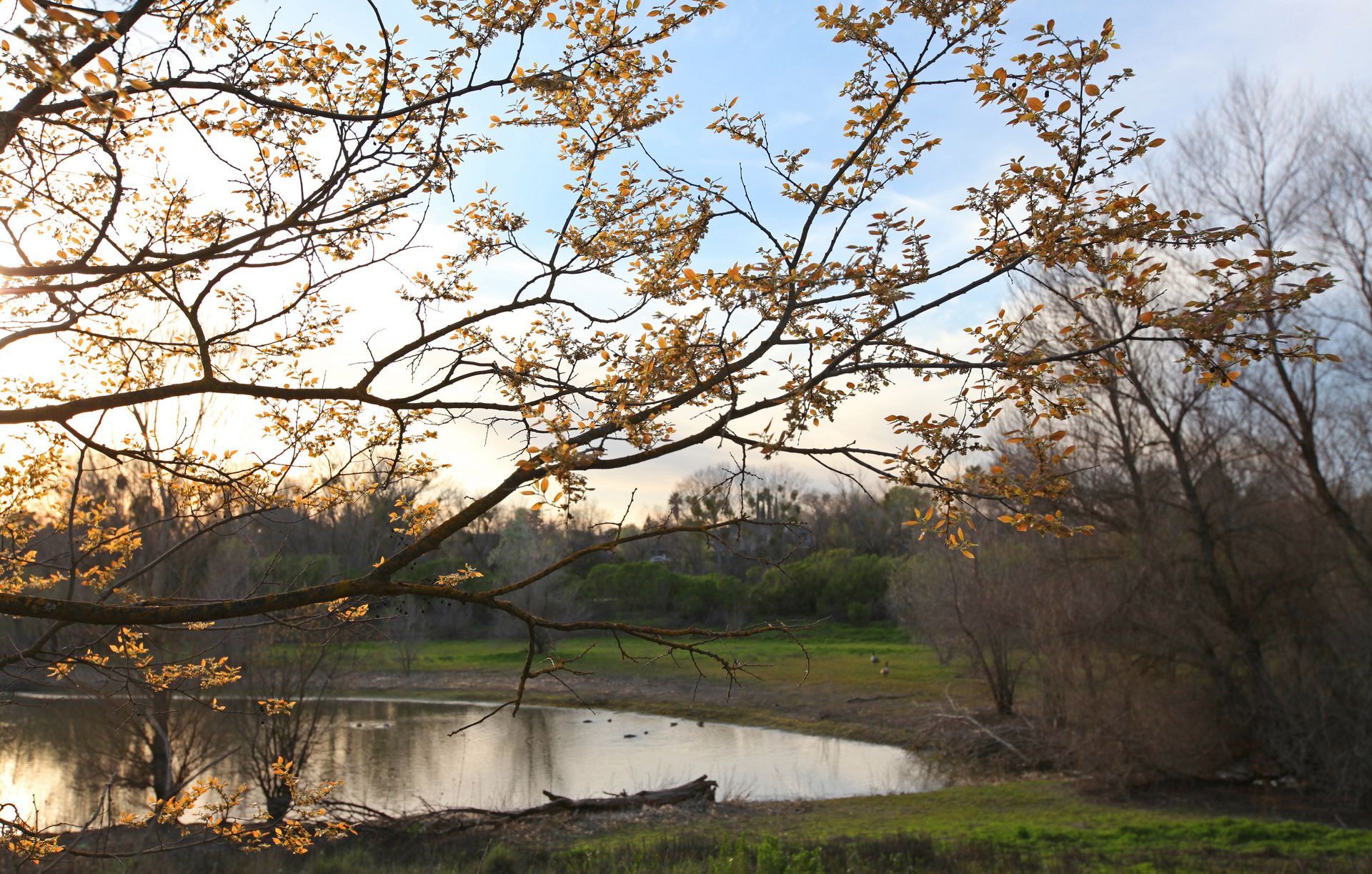 Sunset over a lake, tree branches in foreground with new buds, blue and orange sky.