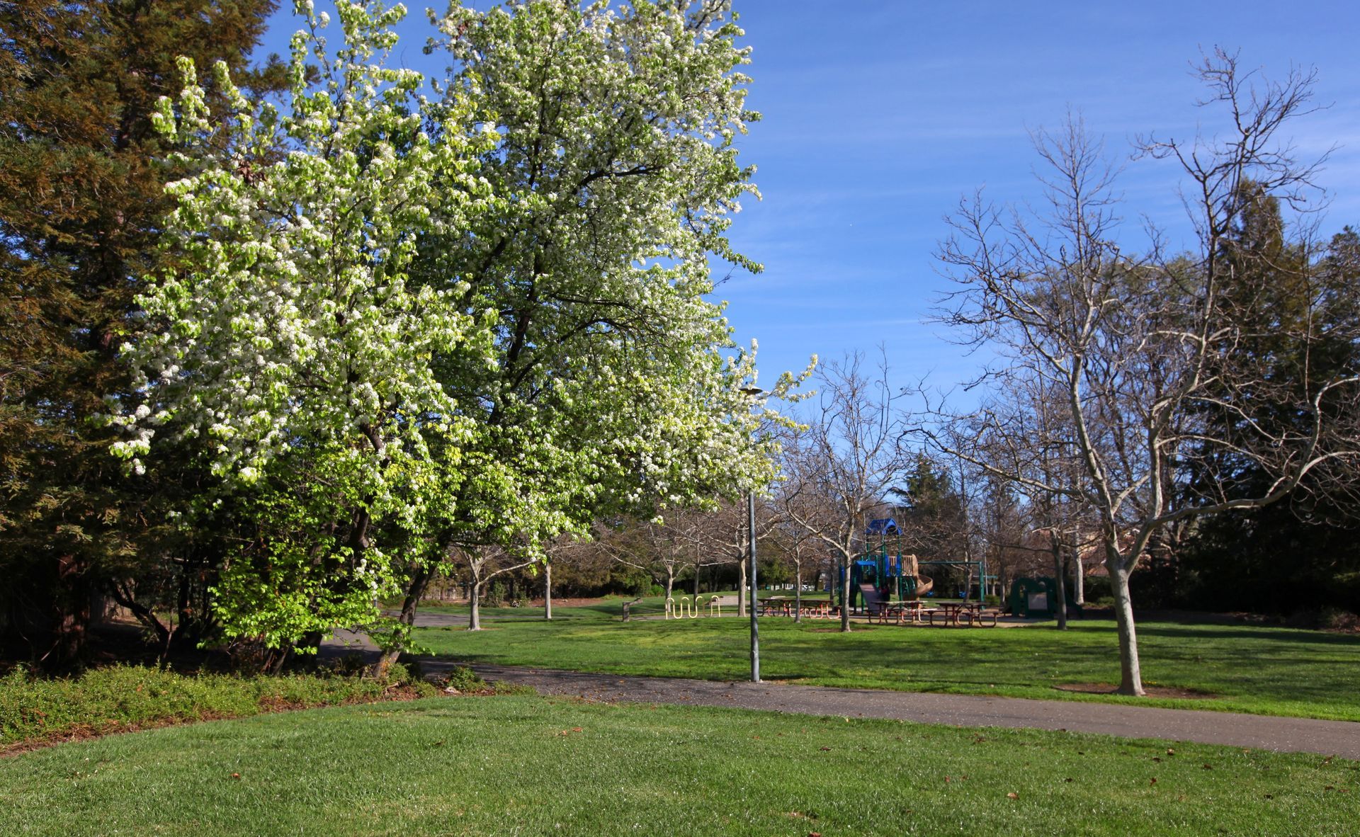 Green lawn with trees, one in bloom. Path leads to a playground under a blue sky.