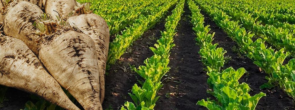 Tricet Pro-Fortis, Sugar Beet