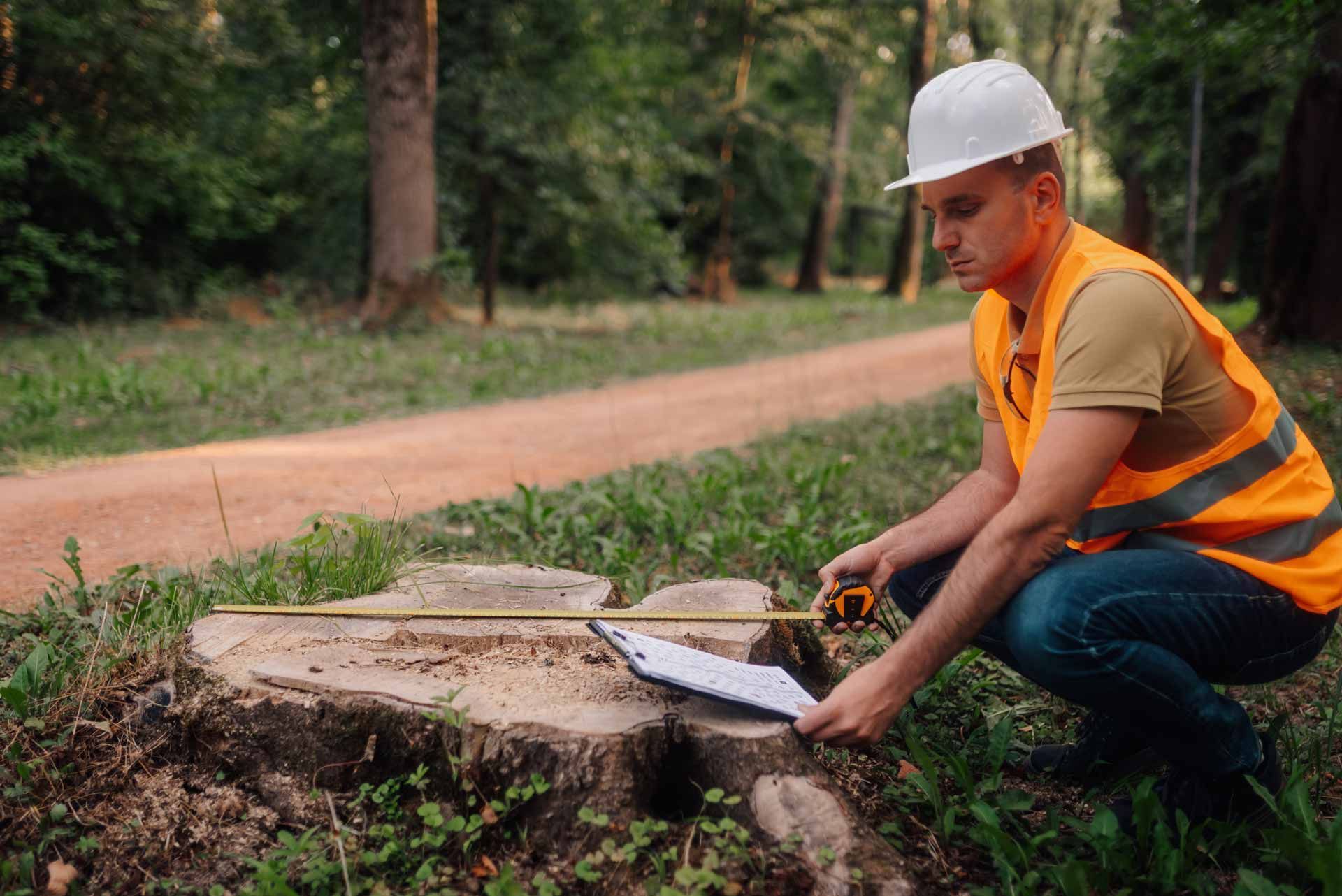 Worker in hard hat and orange vest measuring a tree stump beside a dirt road