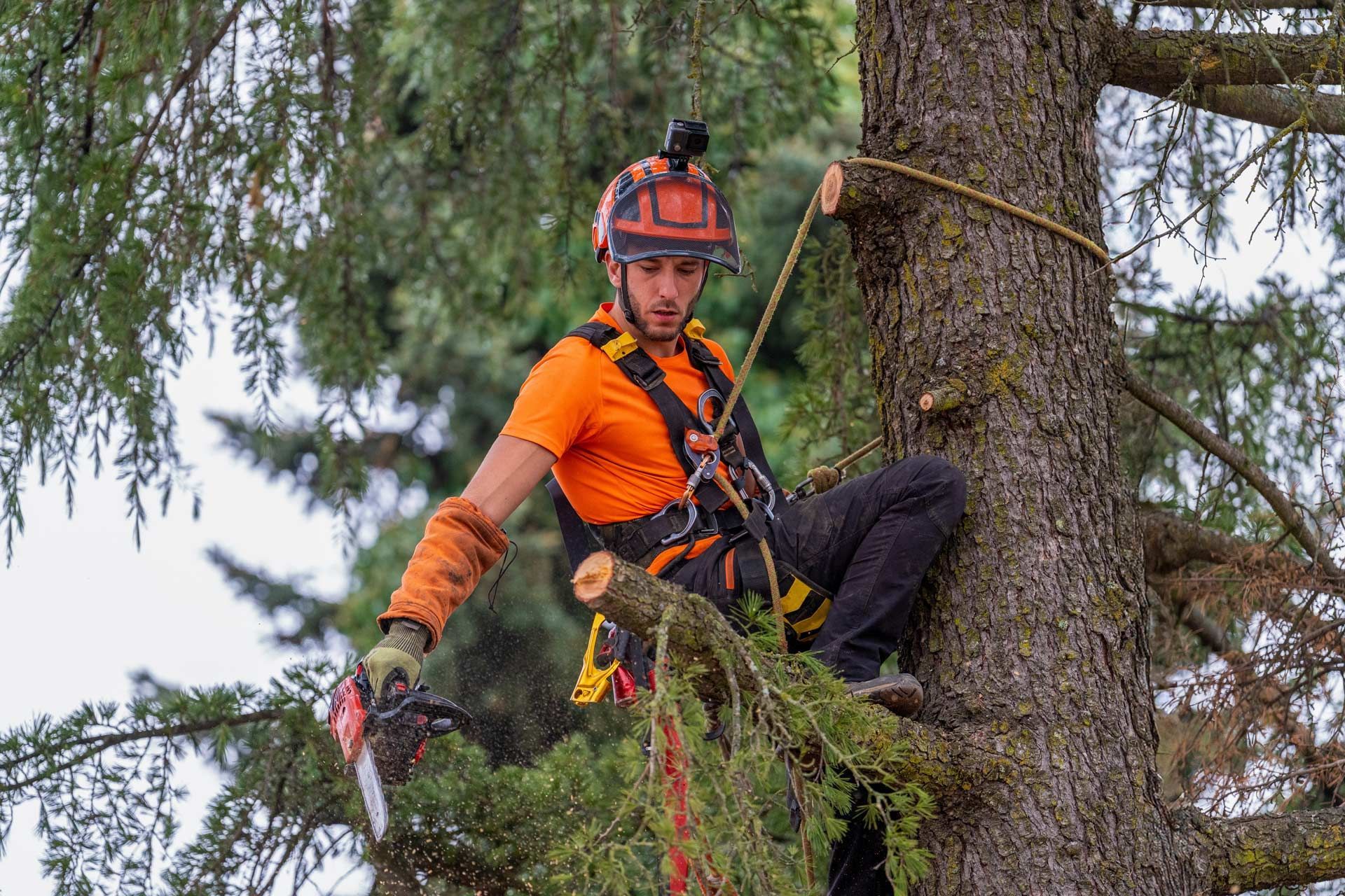 Tree trimmer in orange safety gear climbing a tree with ropes and a chainsaw