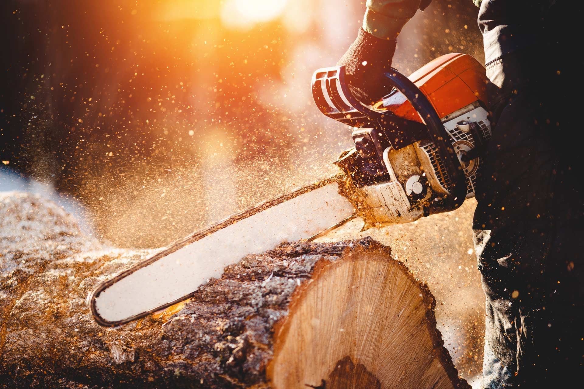 Chainsaw cutting through a log, with wood chips flying in warm sunlight.