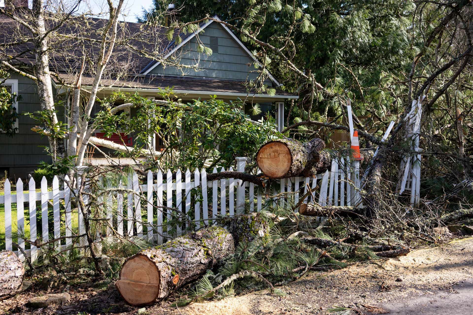 Two cut tree trunks lying beside a white picket fence in a yard with a house and trees behind it