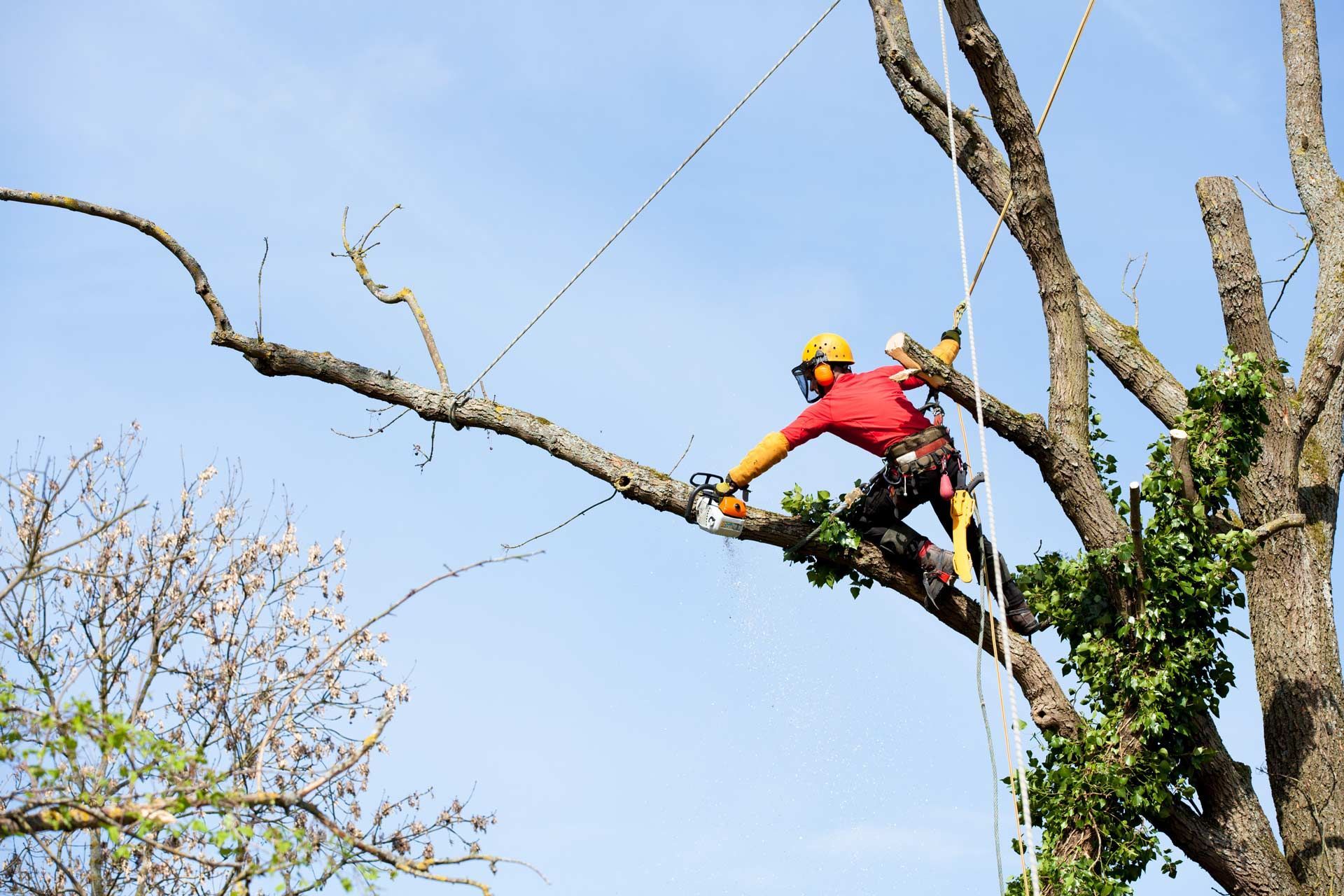 Arborist in red climbs a tree branch with a chainsaw against a blue sky