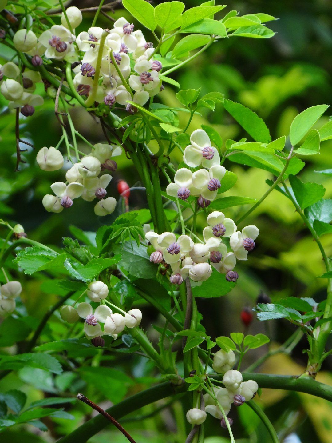 rampicante Akebia cream form