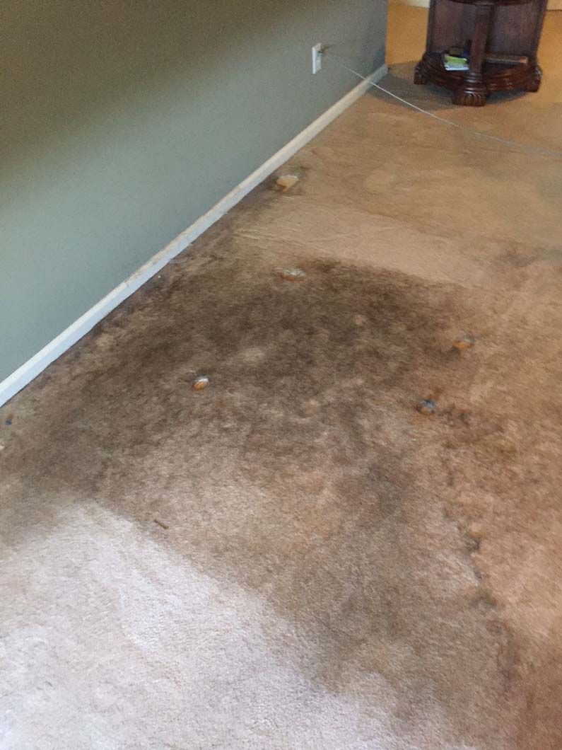 A large, dark, irregular stain on beige wall-to-wall carpet next to a wall with a white baseboard and electrical outlet.