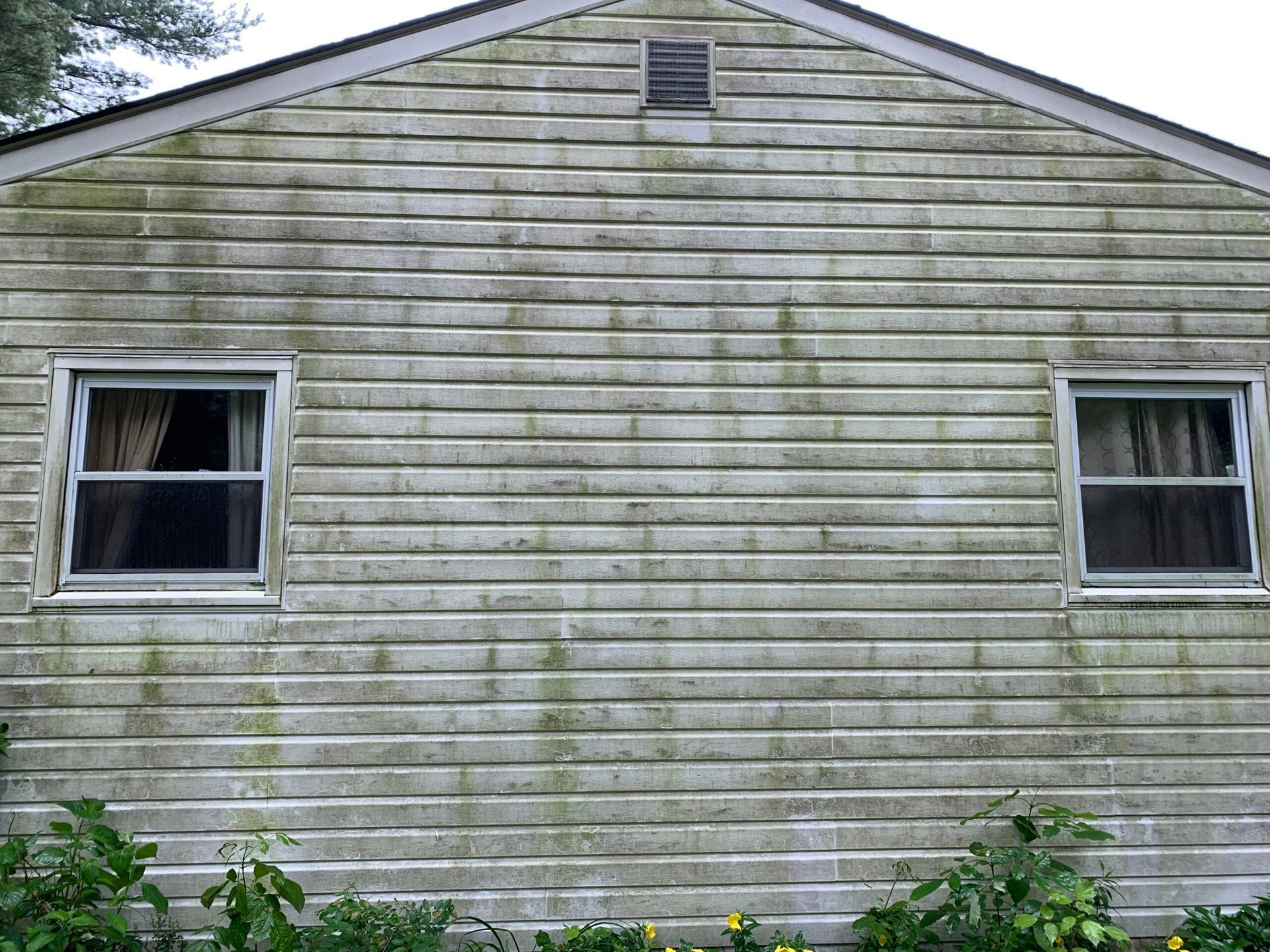 A weathered wall with light-colored horizontal siding covered in green mold, featuring two windows and a central vent.